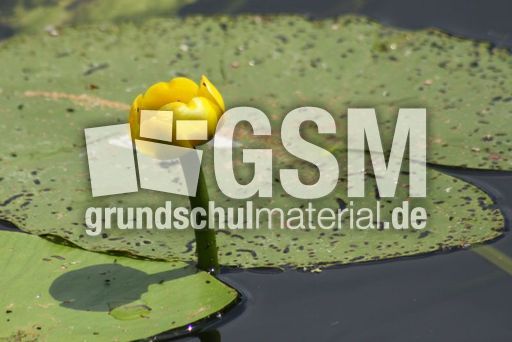 Gelbe-Teichrose_1127.jpg